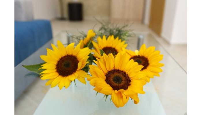 Sunrise River Beach Resort poza 3