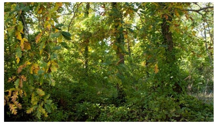 Hotel Bellevue poza 20