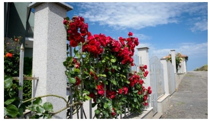 Poza pentru Hotel Gardenia 43-1483609340 Hotel Gardenia poza 16