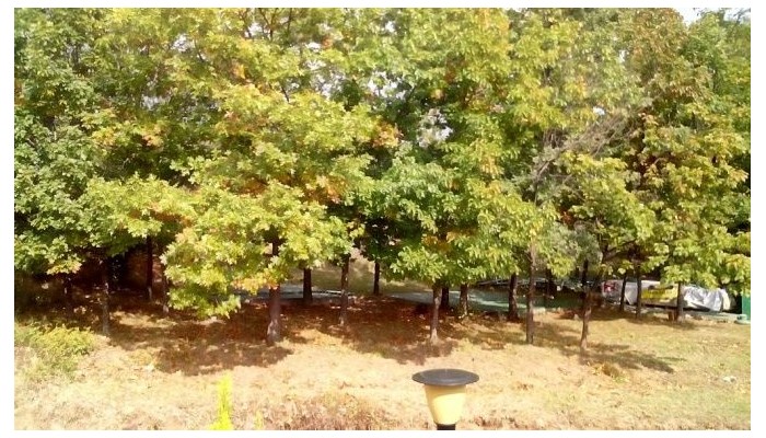 Poza pentru Hotel Serena Residence 756-1483609536 Hotel Serena Residence poza 45